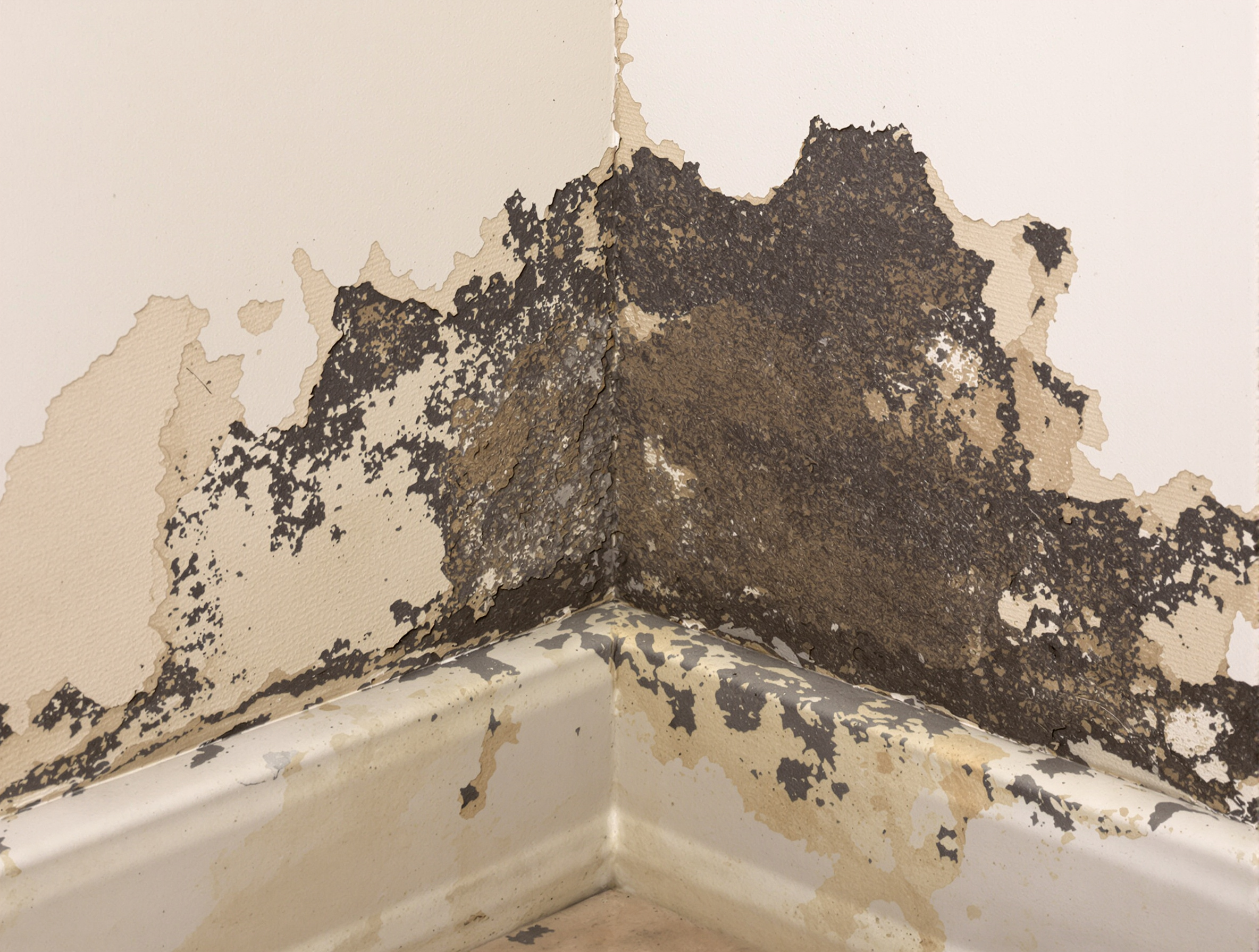 traces de moisissures et peinture écaillée au bas d'un mur intérieur dans une maison de plain-pied